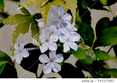 三鷹中原に咲く淡い青色のルリマツリ 54337985