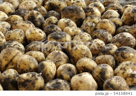 ジャガイモの収穫 54338041