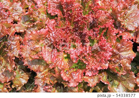 収穫直前のサニーレタス 54338577