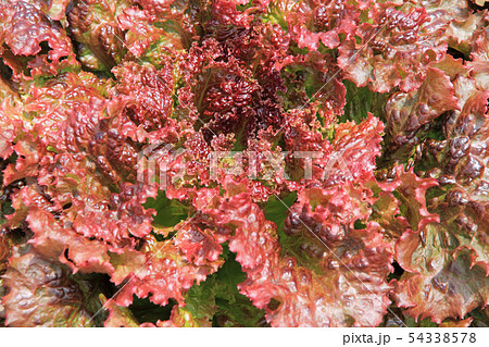 収穫直前のサニーレタス 54338578