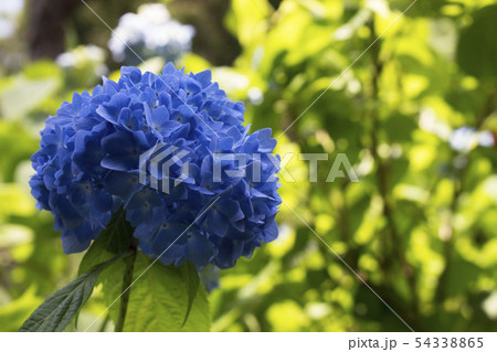■□神奈川県□■ 北鎌倉 明月院の紫陽花 ■□神奈川県□■ 北鎌倉 明月院の紫陽花 54338865