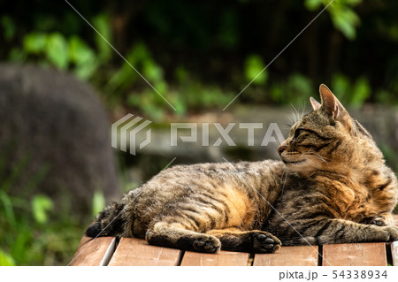 ベンチに横たわる猫の写真素材