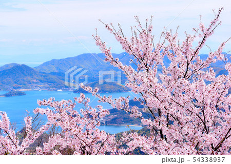 筆影山公園の桜 筆影山公園の桜 54338937