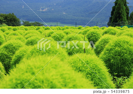 コキアパーク コキアパーク 54339875