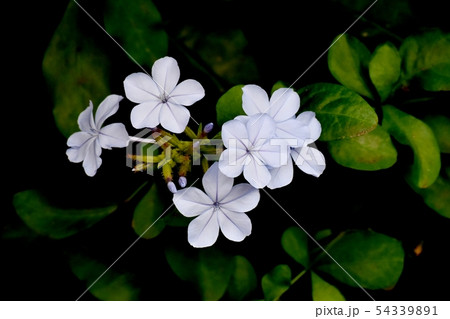 三鷹中原に咲く淡い青色のルリマツリ 54339891