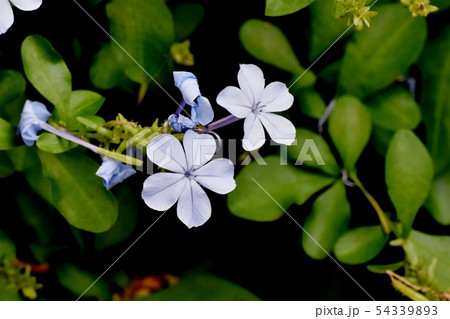 三鷹中原に咲く淡い青色のルリマツリ 54339893