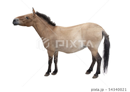 Horse close up isolated on white background 54340021