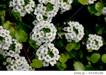 三鷹中原に咲く白いアリッサム(スイートアリッサム) 三鷹中原に咲く白いアリッサム(スイートアリッサム) 54340190