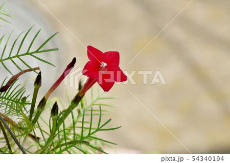 三鷹中原に咲く赤いルコウソウ 54340194