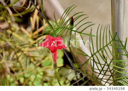 三鷹中原に咲く赤いルコウソウ 三鷹中原に咲く赤いルコウソウ 54340198