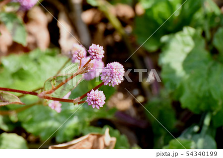 三鷹中原に咲くピンクのヒメツルソバ 54340199