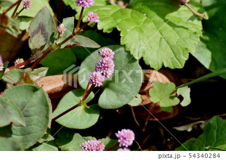 三鷹中原に咲くピンクのヒメツルソバ 三鷹中原に咲くピンクのヒメツルソバ 54340284