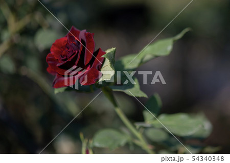 黒真珠　黒薔薇 54340348