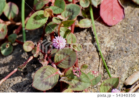 三鷹中原に咲くピンクのヒメツルソバ 54340350