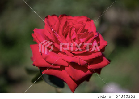 メリナ  Melina 54340353