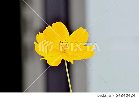 三鷹中原に咲く黄色いキバナコスモス 54340424