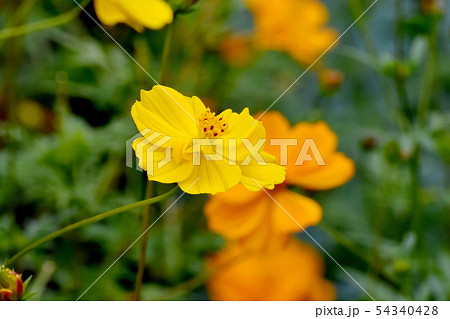 三鷹中原に咲く黄色いキバナコスモス 三鷹中原に咲く黄色いキバナコスモス 54340428