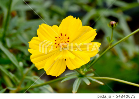 三鷹中原に咲く黄色いキバナコスモス 54340675