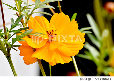 三鷹中原に咲くオレンジ色のキバナコスモス 54340683