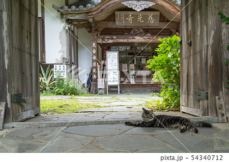 慈光寺の猫 54340712