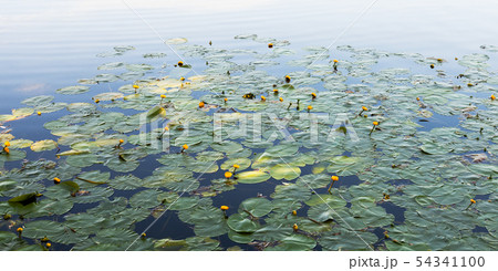 Nuphar lutea or yellow water-lily 54341100