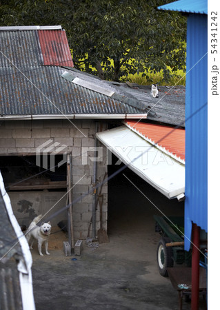 猫 動物 屋外 54341242