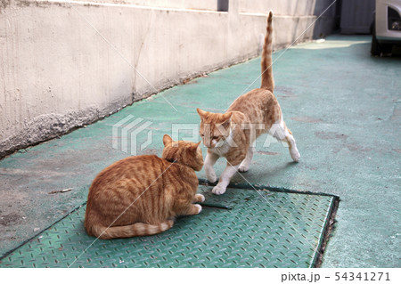 猫 動物 屋外 54341271