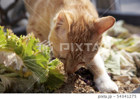 猫 動物 屋外 54341275