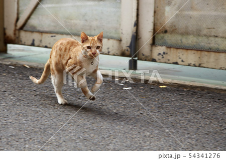 猫 動物 屋外 54341276