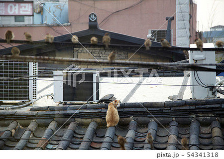 猫 動物 屋外 54341318