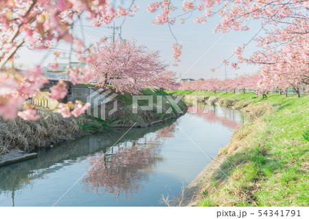 鷲宮の桜並木 54341791