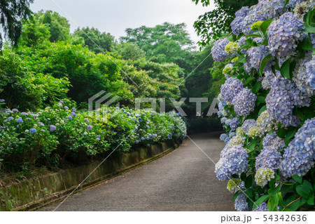 紫陽花(香川県観音寺市粟井神社) 紫陽花(香川県観音寺市粟井神社) 54342636