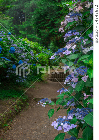 紫陽花(香川県観音寺市粟井神社) 紫陽花(香川県観音寺市粟井神社) 54342652