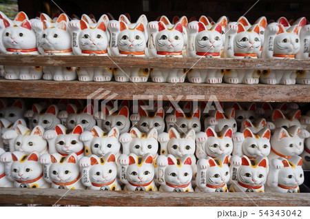 お松大権現に並ぶ招き猫 徳島県阿南市 お松大権現に並ぶ招き猫 徳島県阿南市 54343042