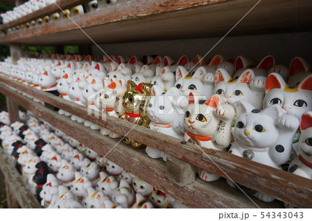 お松大権現にお礼奉納された招き猫 徳島県阿南市 お松大権現にお礼奉納された招き猫 徳島県阿南市 54343043