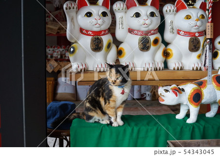 お松大権現のアイドルと招き猫 徳島県阿南市 お松大権現のアイドルと招き猫 徳島県阿南市 54343045
