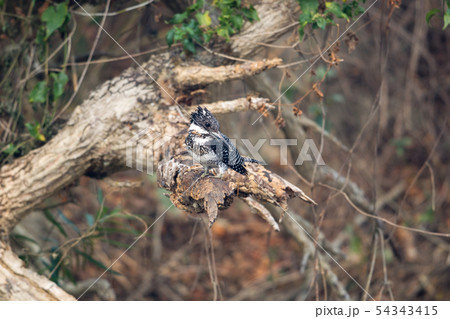 Adult Crested kingfisher (Megaceryle lugubris) 54343415