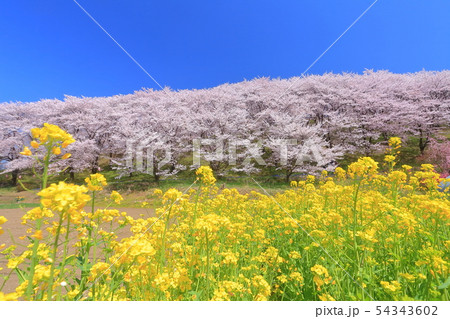 【長野県】晴天下の弘法山古墳桜まつり 【長野県】晴天下の弘法山古墳桜まつり 54343602