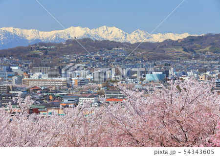【長野県】晴天下の弘法山古墳桜まつり 【長野県】晴天下の弘法山古墳桜まつり 54343605