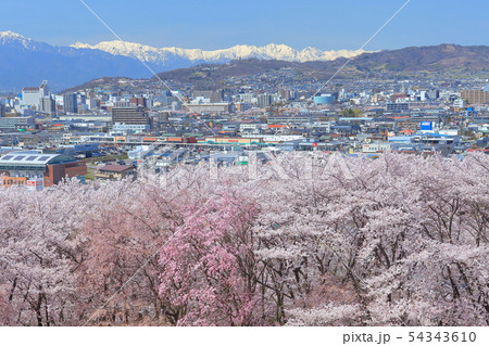 【長野県】晴天下の弘法山古墳桜まつり 【長野県】晴天下の弘法山古墳桜まつり 54343610