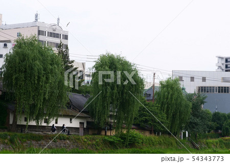 風景写真 川沿いの土手を自転車で走る女子高校生 白壁の民家を駆け抜ける自転車に乗った女子高校生 風景写真 川沿いの土手を自転車で走る女子高校生 白壁の民家を駆け抜ける自転車に乗った女子高校生 54343773
