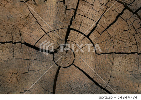 Cut of old log with cracks close-up with natural texture 54344774