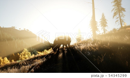 Deer Male in Forest at Sunset 54345299
