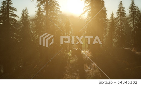 Deer Male in Forest at Sunset 54345302