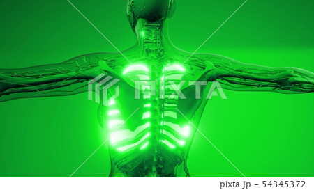 Human Lungs Radiology Exam 54345372