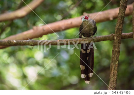 Green billed Malkoha on branch in the forest Green billed Malkoha on branch in the forest 54345406