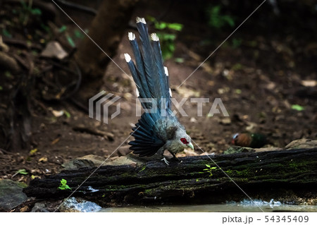 Green billed Malkoha on branch in the forest Green billed Malkoha on branch in the forest 54345409
