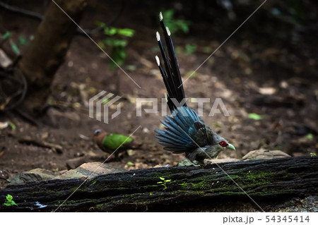Green billed Malkoha on branch in the forest 54345414