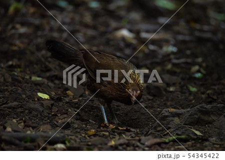 Chicken head red (Gallus gallus) 54345422