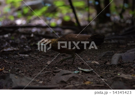 Chicken head red (Gallus gallus) 54345423